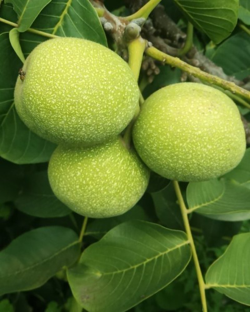 核桃树苗和占地树！大量出售！高质量低价格