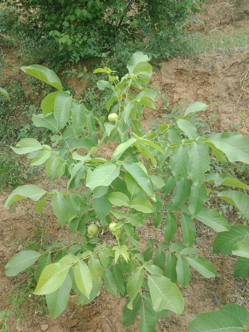核桃树苗和占地树！大量出售！高质量低价格
