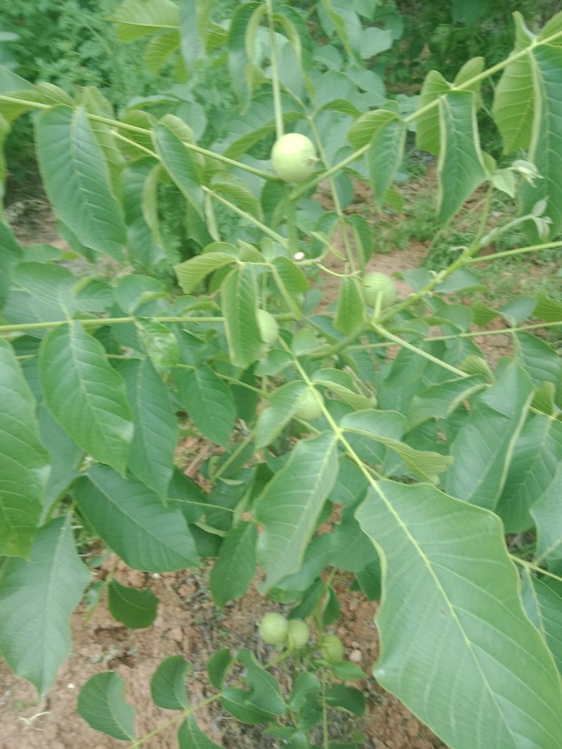 核桃树苗和占地树！大量出售！高质量低价格