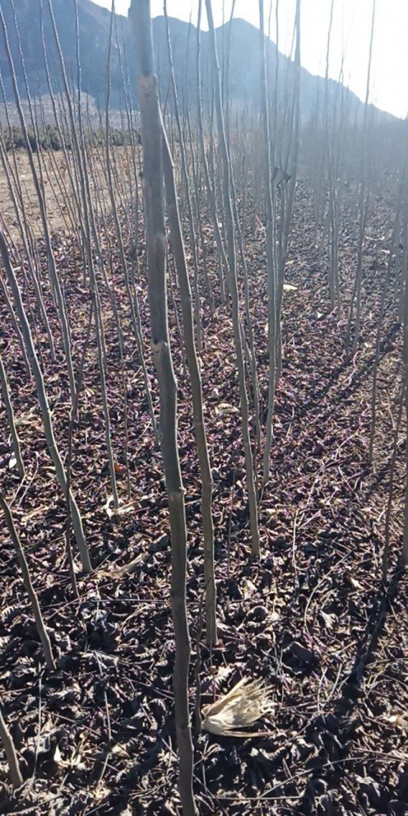 核桃树苗和占地树！大量出售！高质量低价格