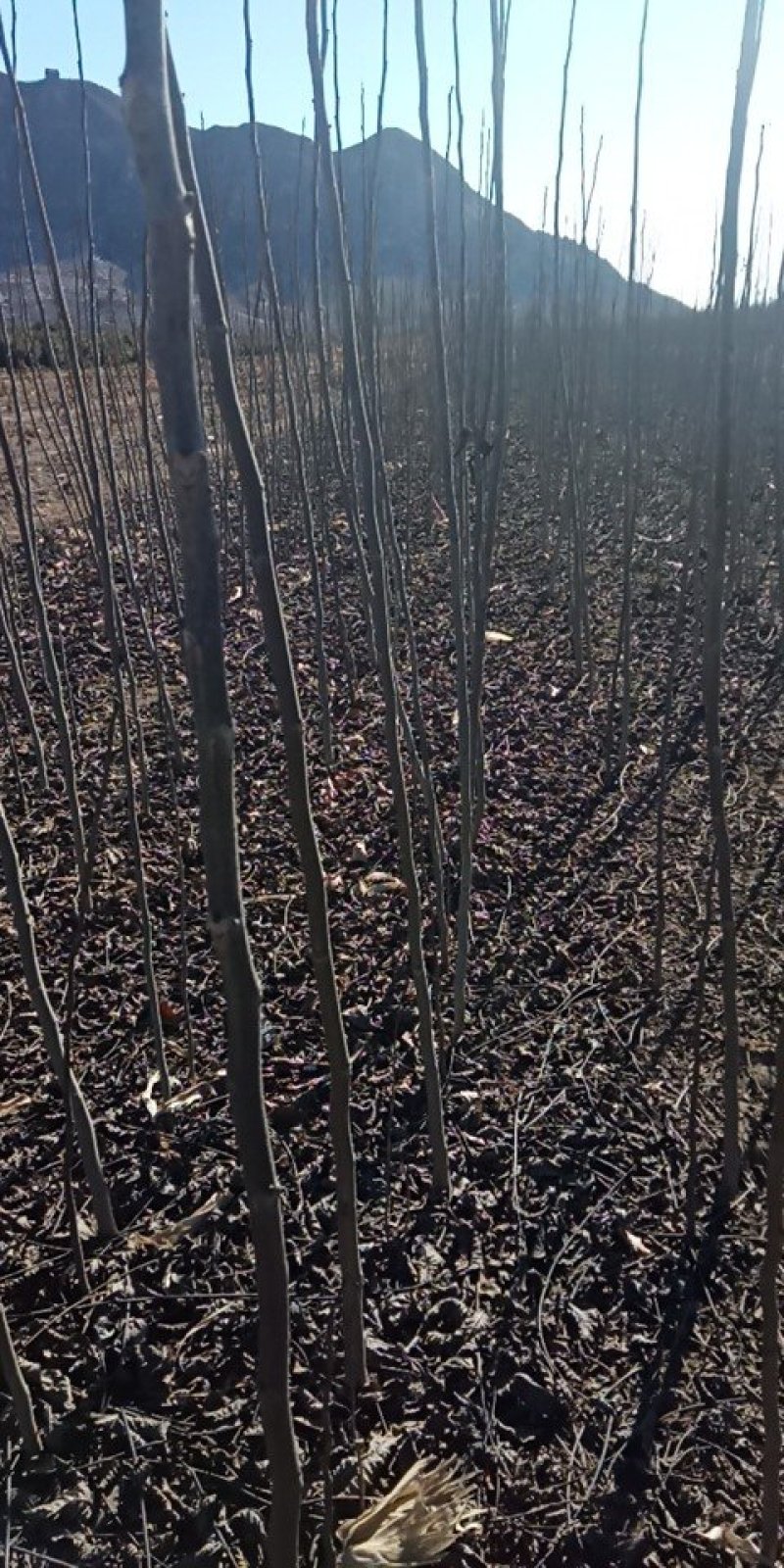 核桃树苗和占地树！大量出售！高质量低价格