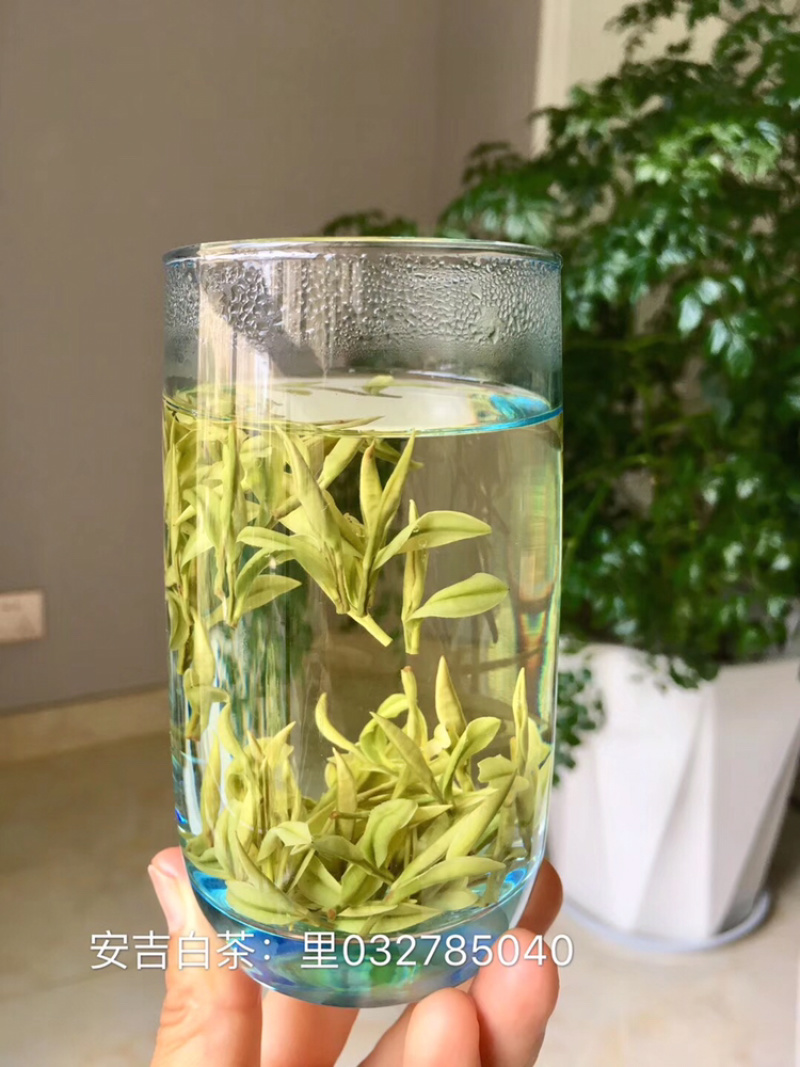 安吉白茶原产地茶农直供明前特级500克简包散装茶