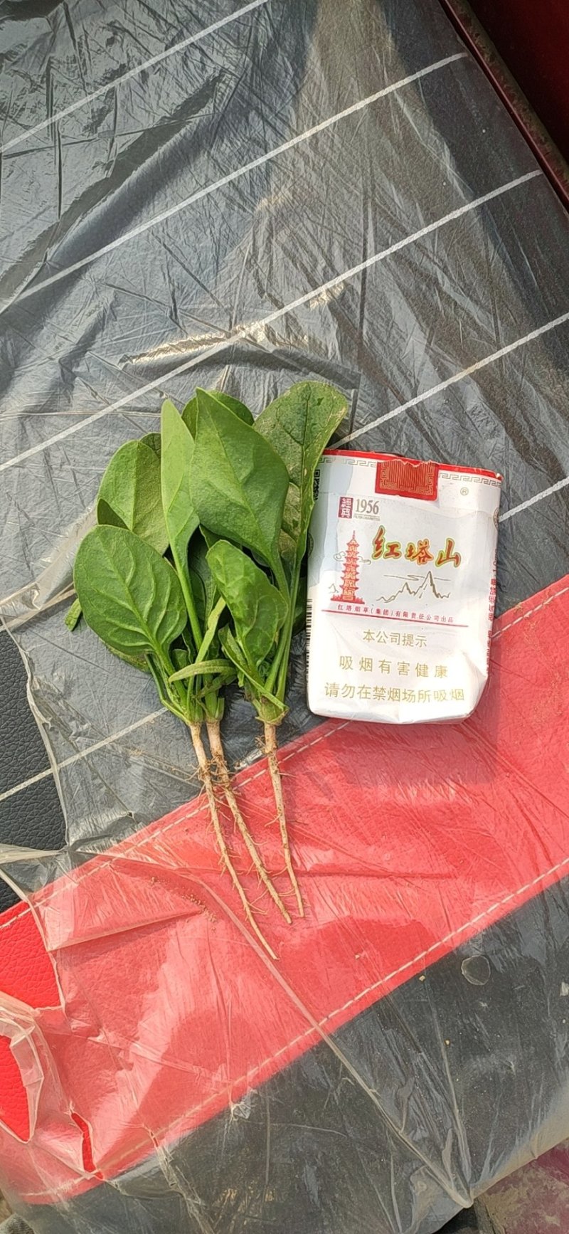 河南焦作孟州精品大叶菠菜上市了，200亩种植基地全国代发