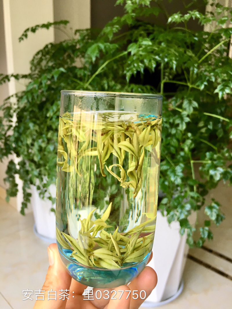 安吉白茶原产地茶农直供明前特级500克简包散装茶