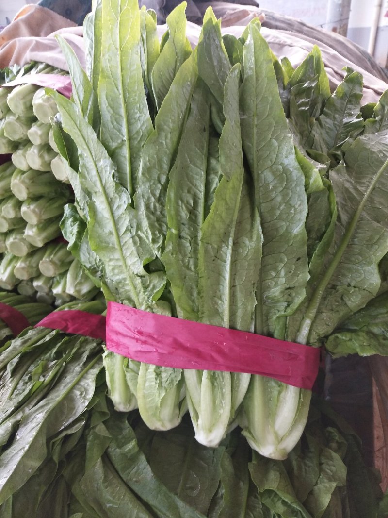 邯郸常年供应精品油麦菜产地直销保质保量，诚信代办