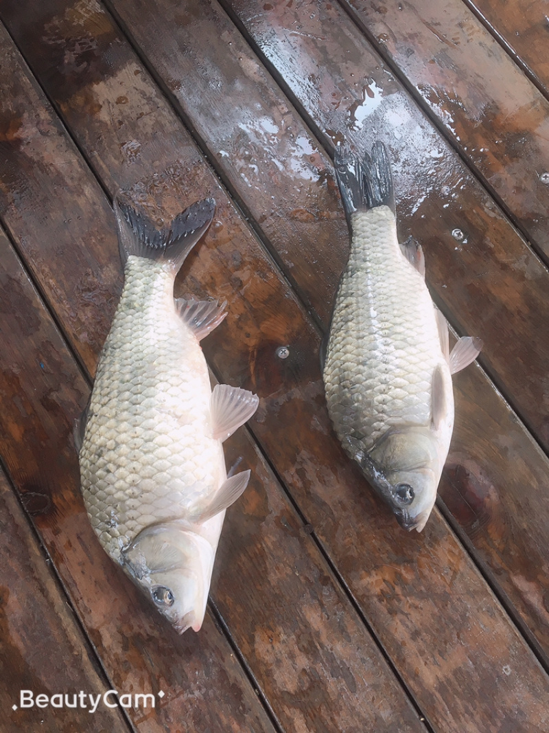 出售黄金鲫，大板鲫