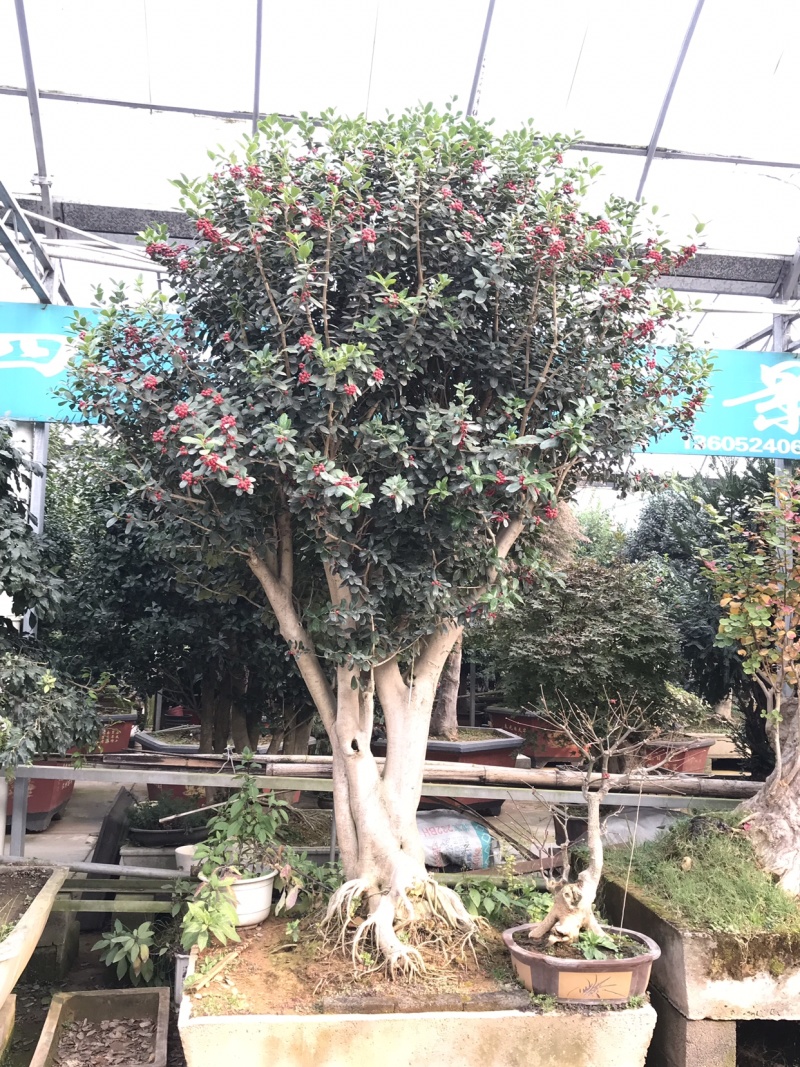 满堂红，金玉满堂，无刺构骨树，无刺构骨地景树
