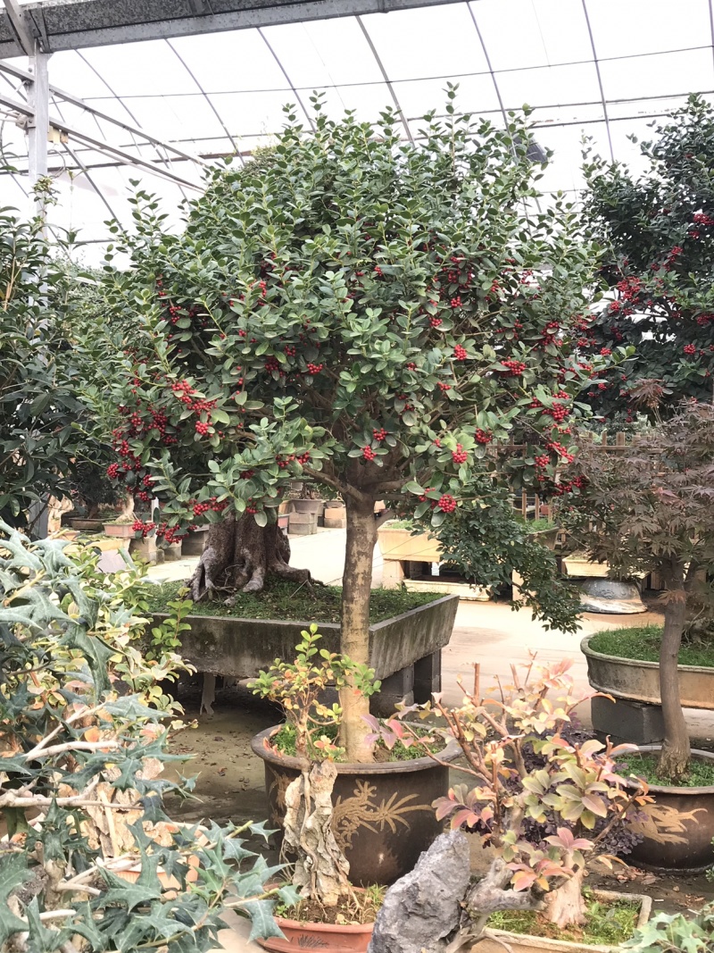 满堂红，金玉满堂，无刺构骨树，无刺构骨地景树