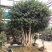 满堂红，金玉满堂，无刺构骨树，无刺构骨地景树