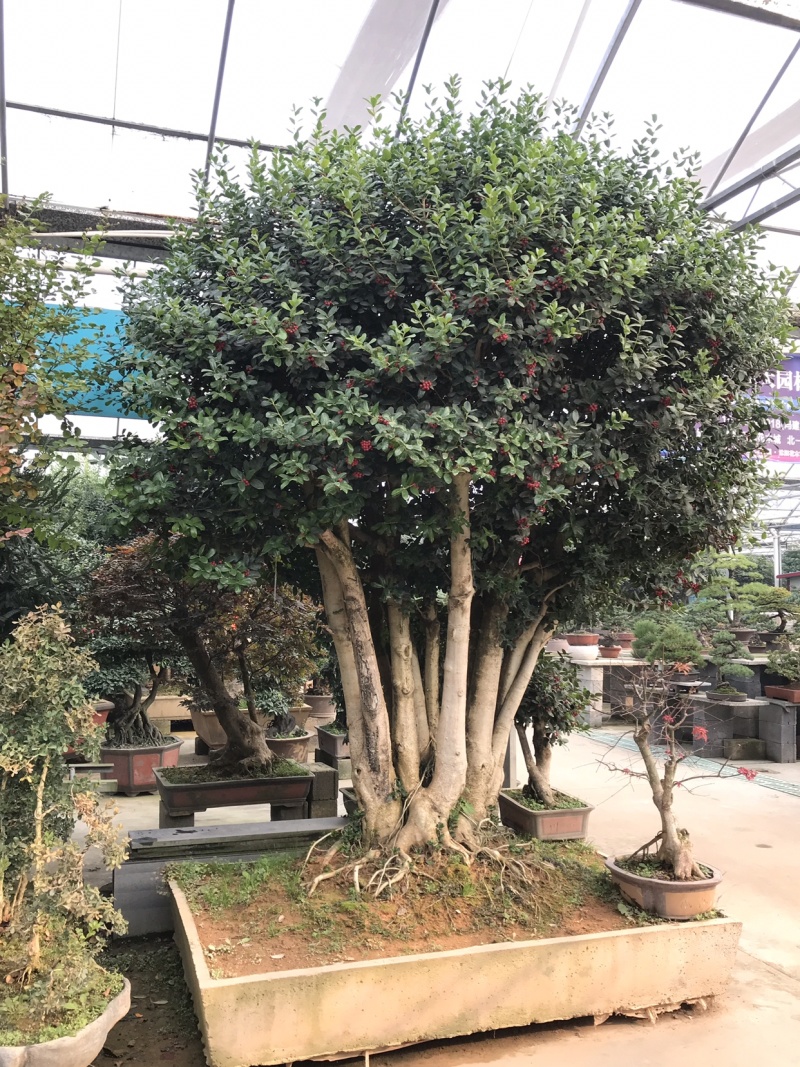 满堂红，金玉满堂，无刺构骨树，无刺构骨地景树