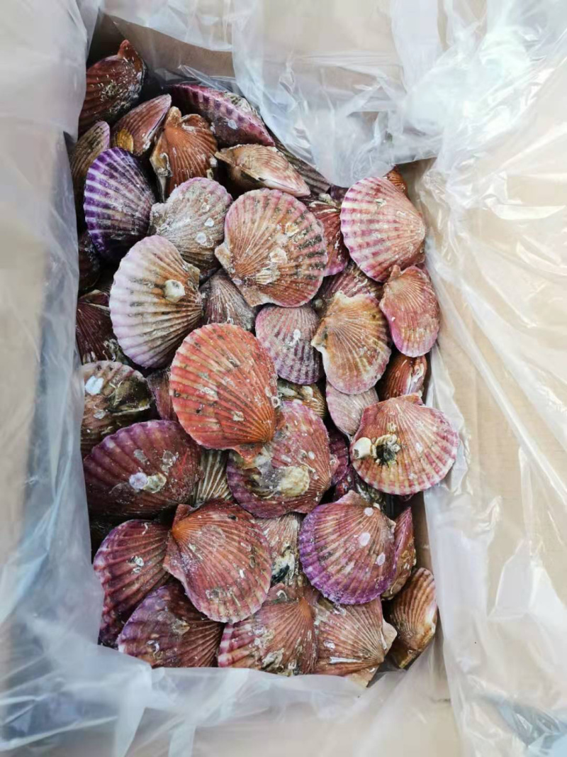 扇贝