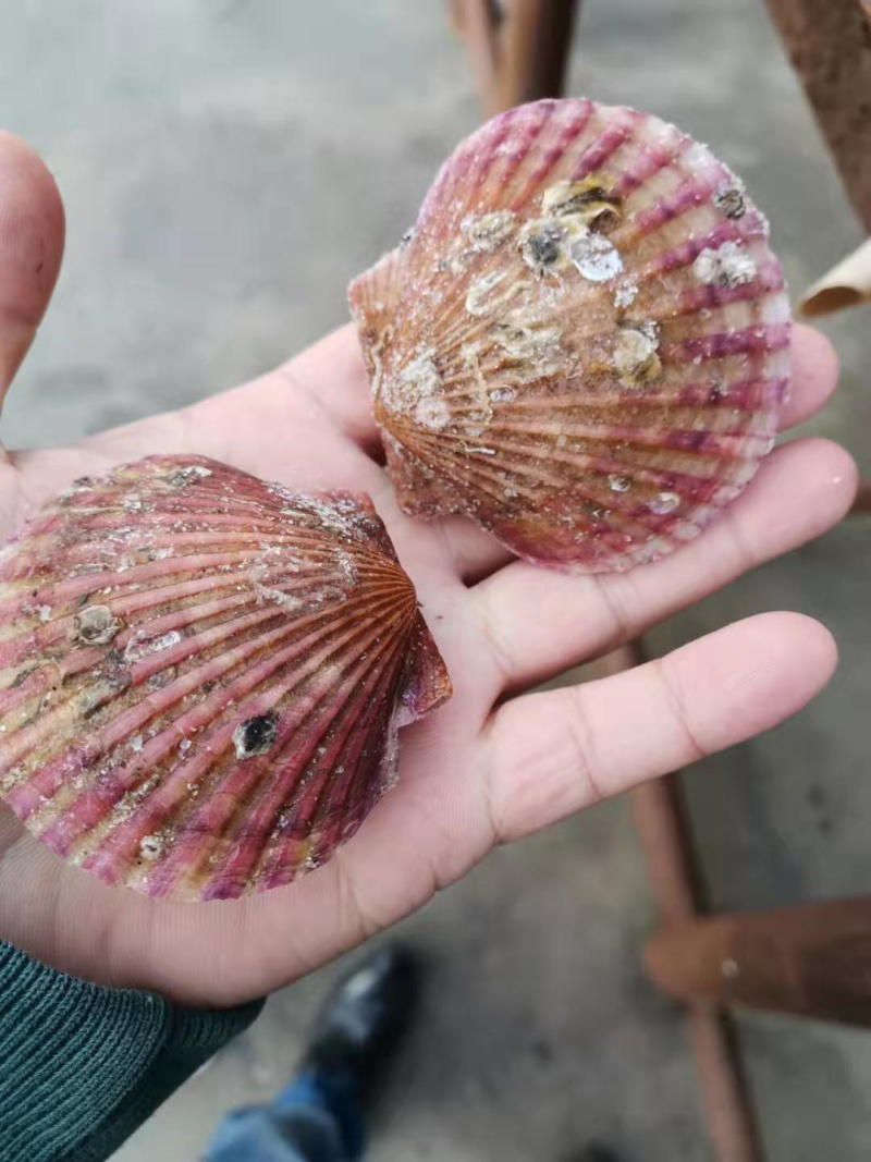 扇贝