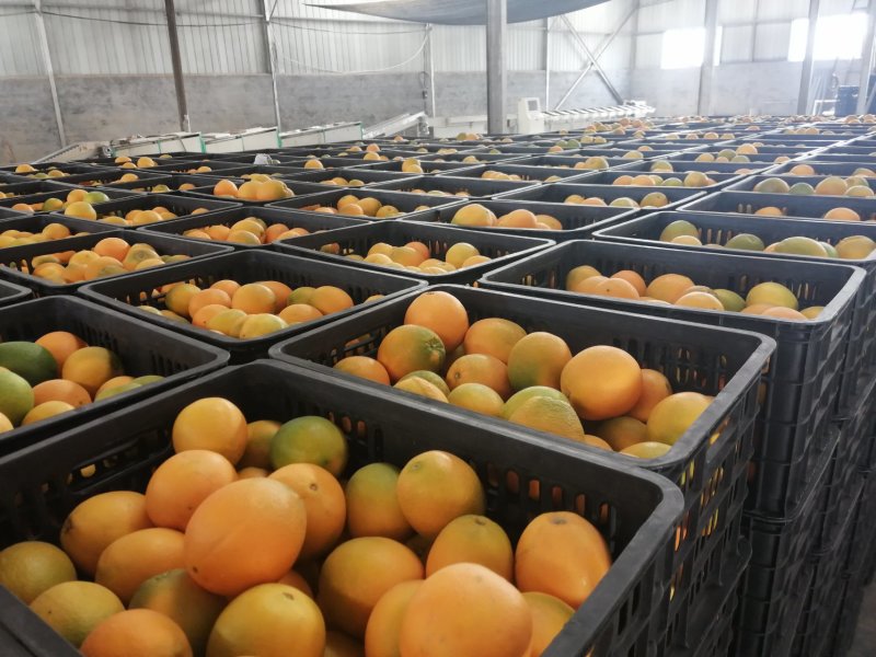 湖南麻阳纽荷尔大量供应【批发商社区电商**】