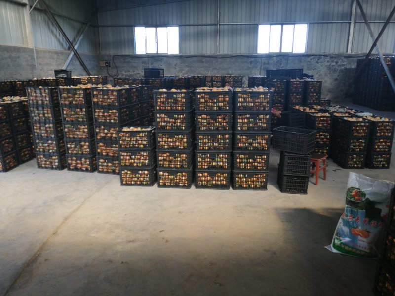 湖南麻阳纽荷尔大量供应【批发商社区电商**】