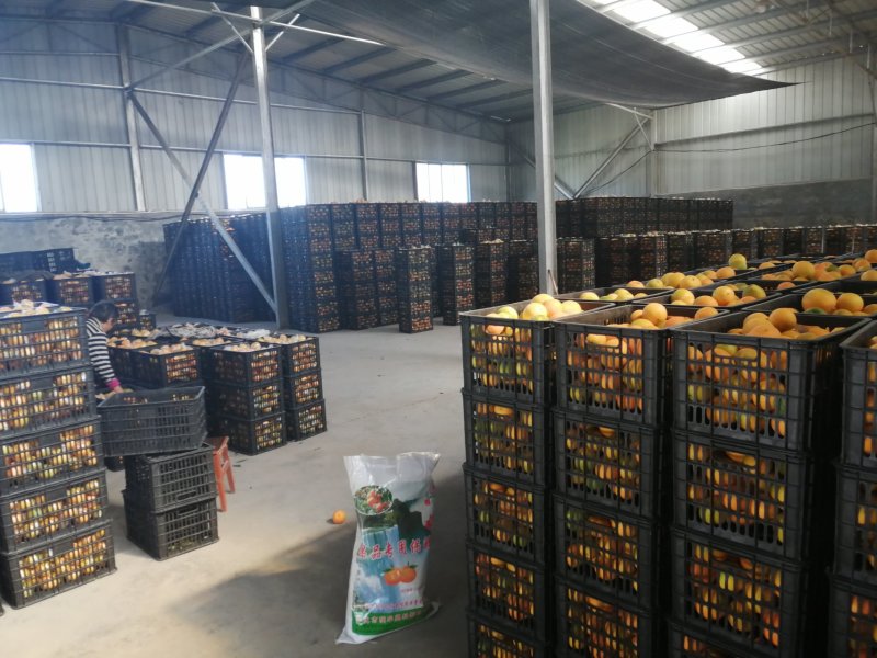 湖南麻阳纽荷尔大量供应【批发商社区电商**】