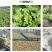 绍兴梅干菜无沙一级梅干菜