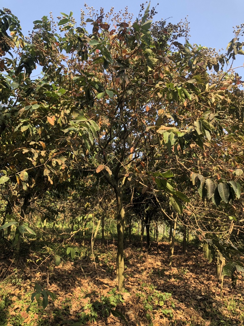 大叶紫薇地苗移植骨架全冠