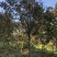 大叶紫薇地苗移植骨架全冠