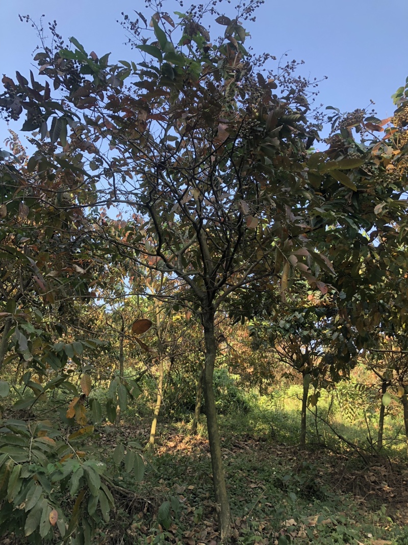 大叶紫薇地苗移植骨架全冠