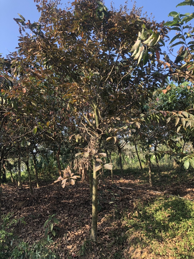 大叶紫薇地苗移植骨架全冠
