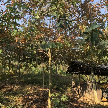 大叶紫薇地苗移植骨架全冠