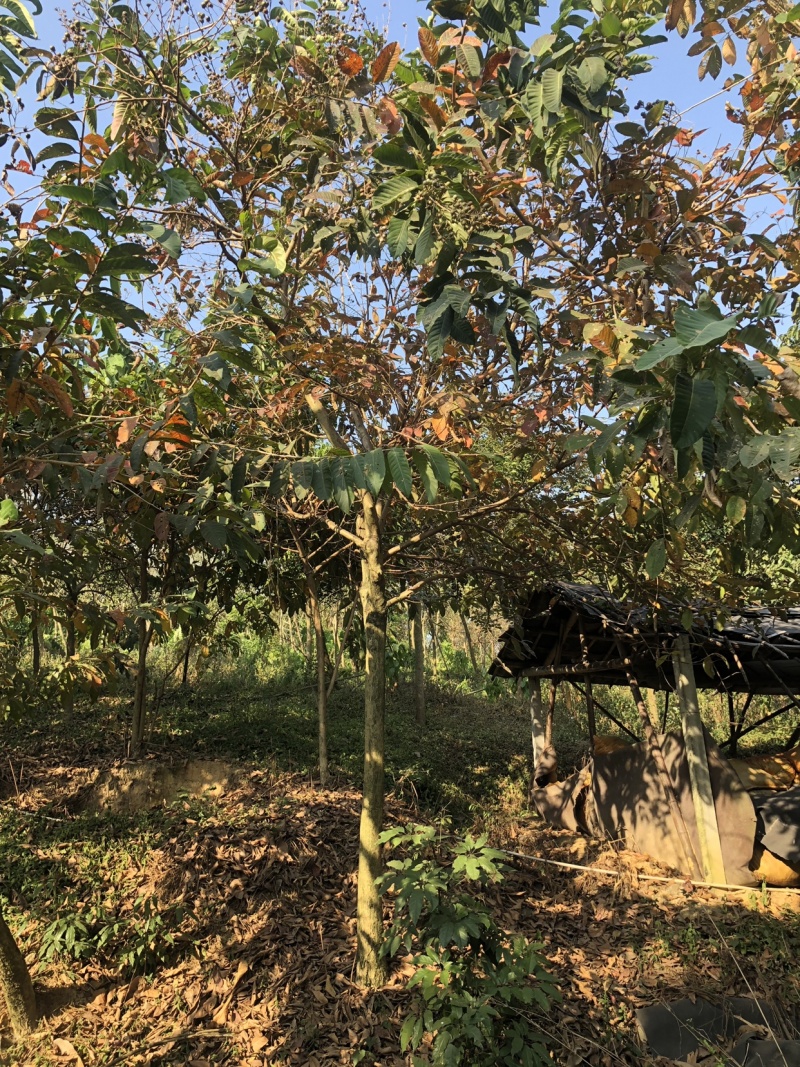 大叶紫薇地苗移植骨架全冠