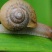 野生蜗牛