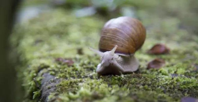野生蜗牛