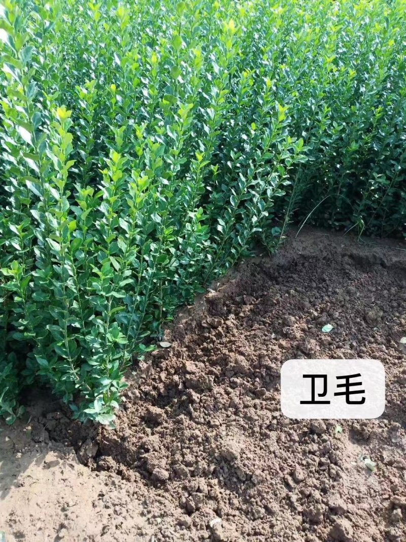 卫矛球冬青树苗大叶黄杨苗庭院绿化四季常青工程苗。