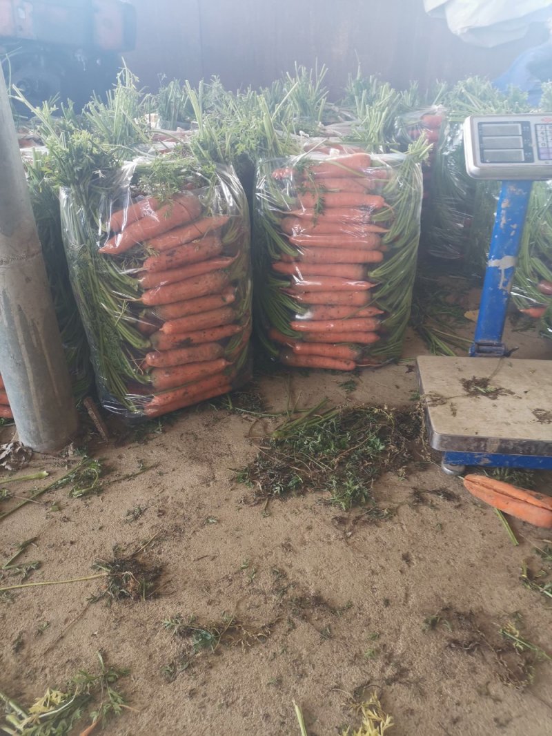 南阳精品三红胡萝卜大量上市，包地2500--2800一亩