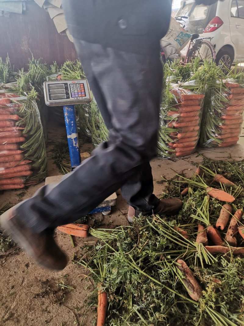 南阳精品三红胡萝卜大量上市，包地2500--2800一亩