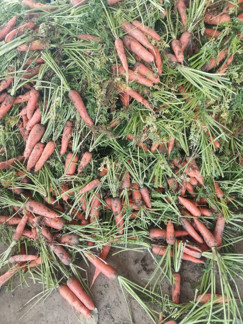 南阳精品三红胡萝卜大量上市，包地2500--2800一亩