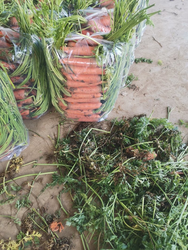 南阳精品三红胡萝卜大量上市，包地2500--2800一亩