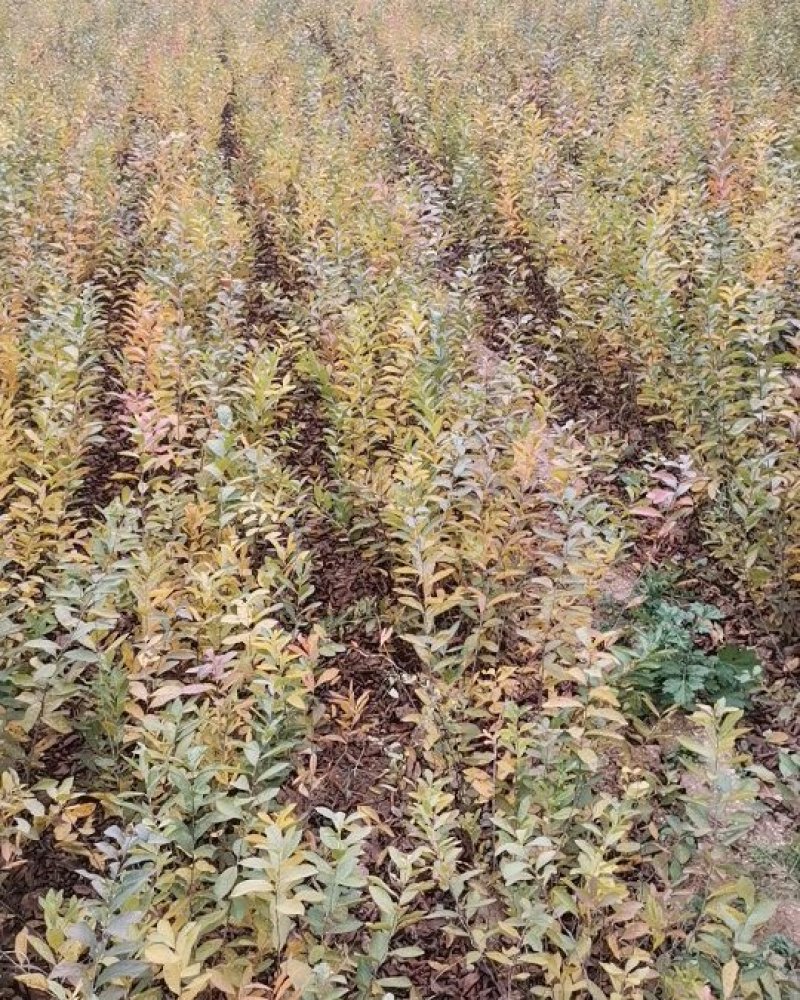 钙果苗，山西农大钙果苗，当年结果，保证质量，诚信经营。