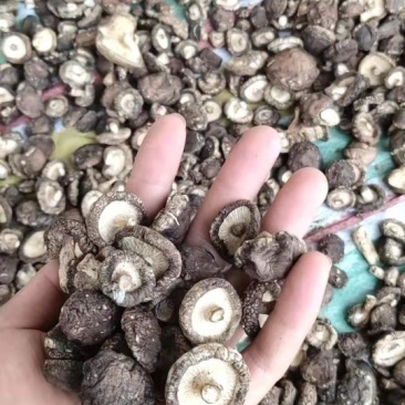 自然生长纯生态干香菇
