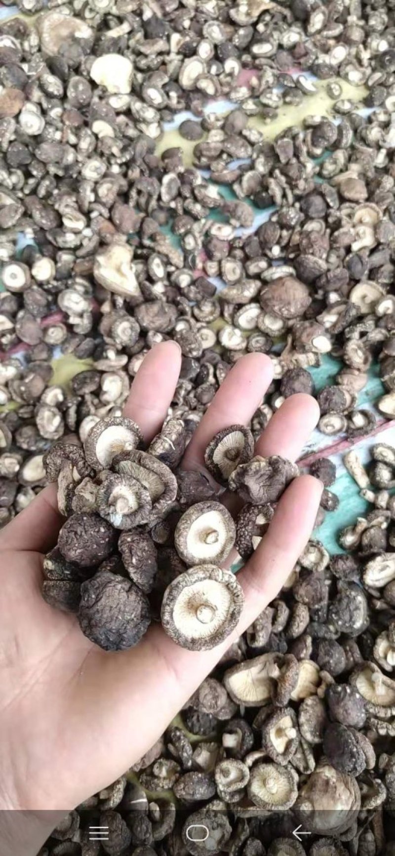 自然生长纯生态干香菇