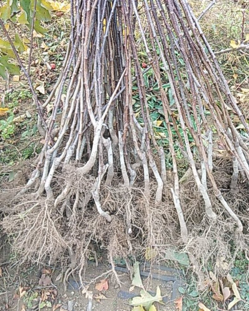 山楂苗大果山楂苗大金星山楂苗甜红子山楂提供种植技术
