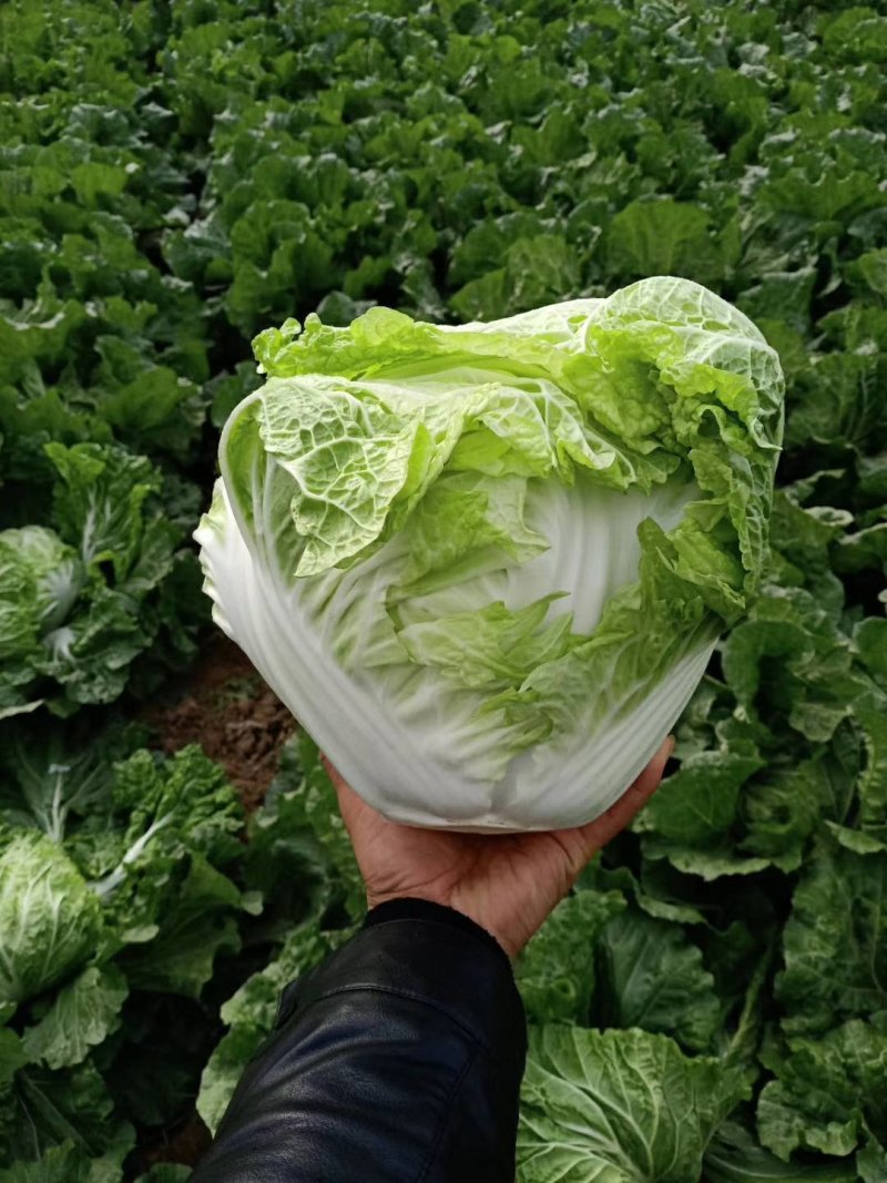 打冷库，白菜，量大