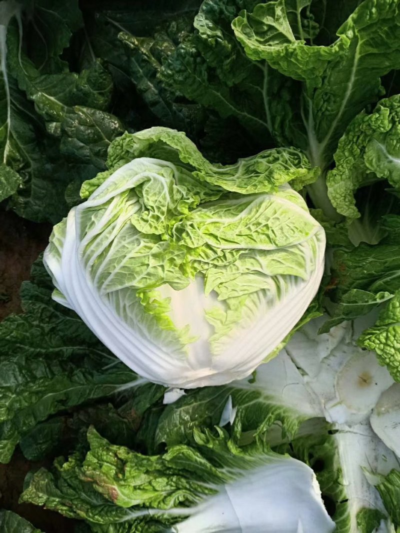 打冷库，白菜，量大