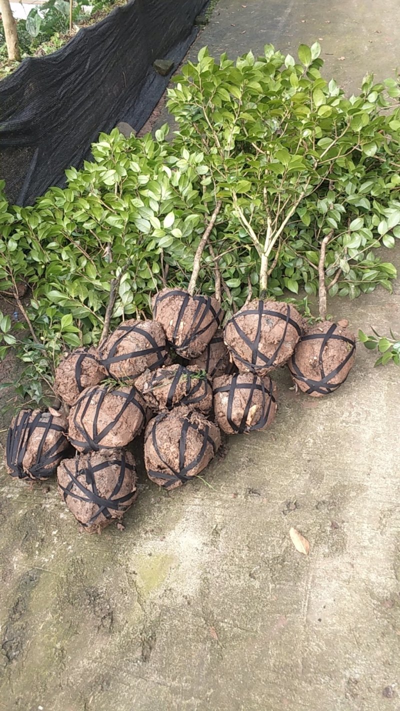 茶花，山茶花，四季，茶花，小苗四川宜宾货可视频看货