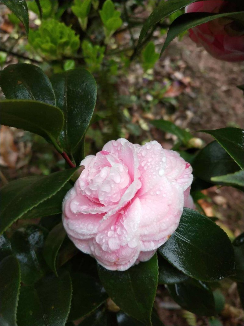 茶花，山茶花，四季，茶花，小苗四川宜宾货可视频看货