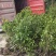 茶花，山茶花，四季，茶花，小苗四川宜宾货可视频看货