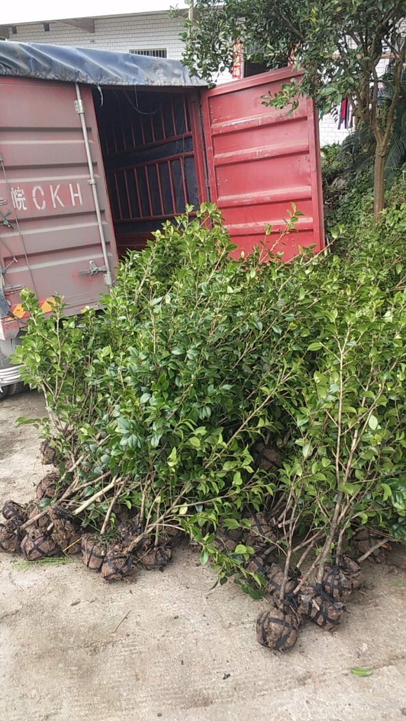 茶花，山茶花，四季，茶花，小苗四川宜宾货可视频看货