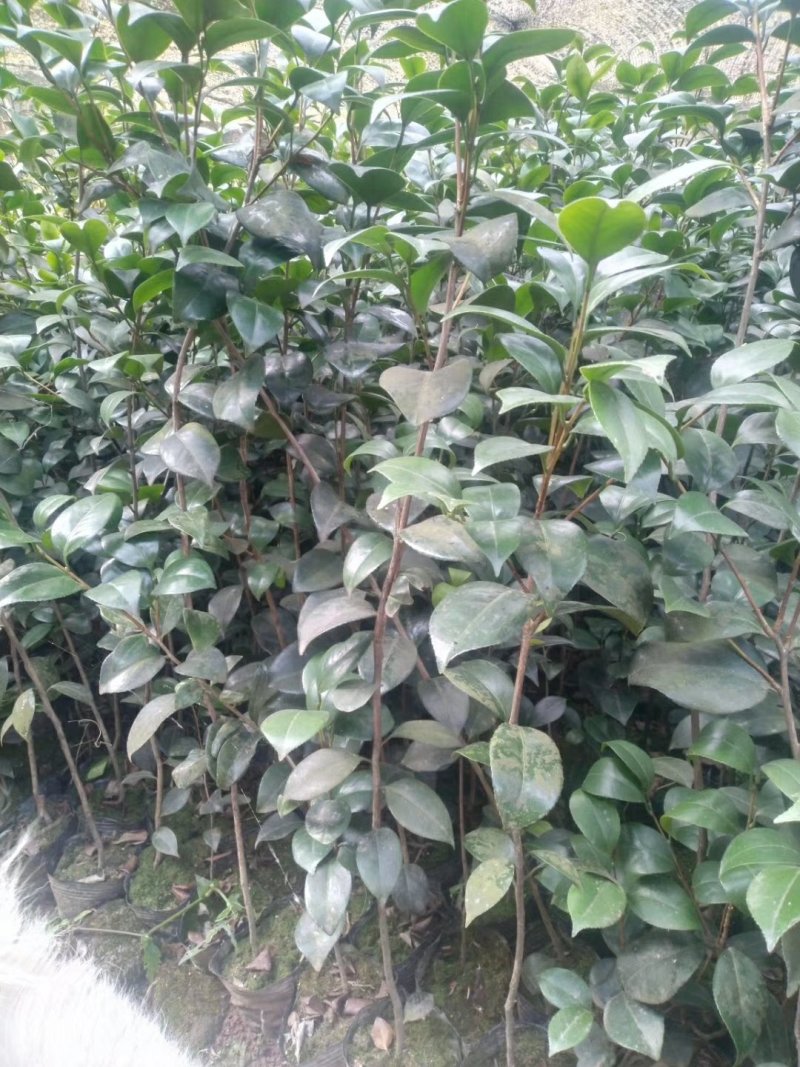 茶花，山茶花，四季，茶花，小苗四川宜宾货可视频看货