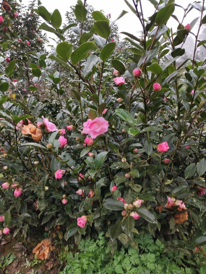 茶花，山茶花，四季，茶花，小苗四川宜宾货可视频看货