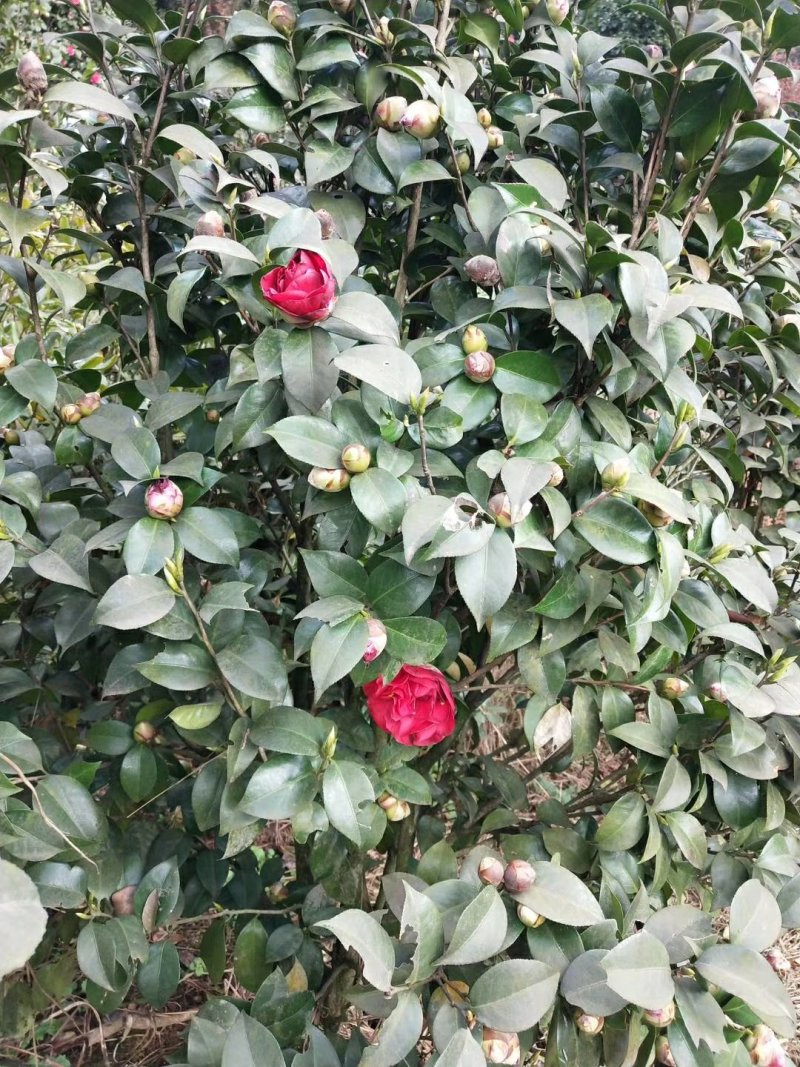 茶花，山茶花，四季，茶花，小苗四川宜宾货可视频看货