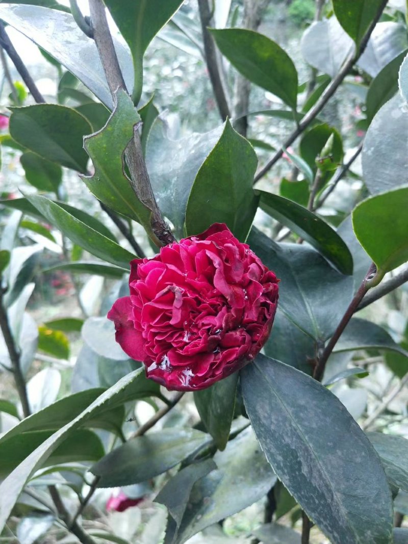 茶花，山茶花，四季，茶花，小苗四川宜宾货可视频看货