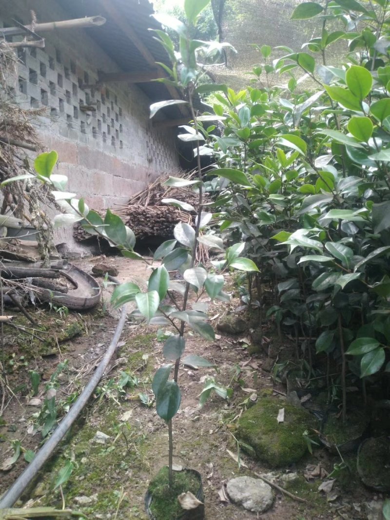 茶花，山茶花，四季，茶花，小苗四川宜宾货可视频看货
