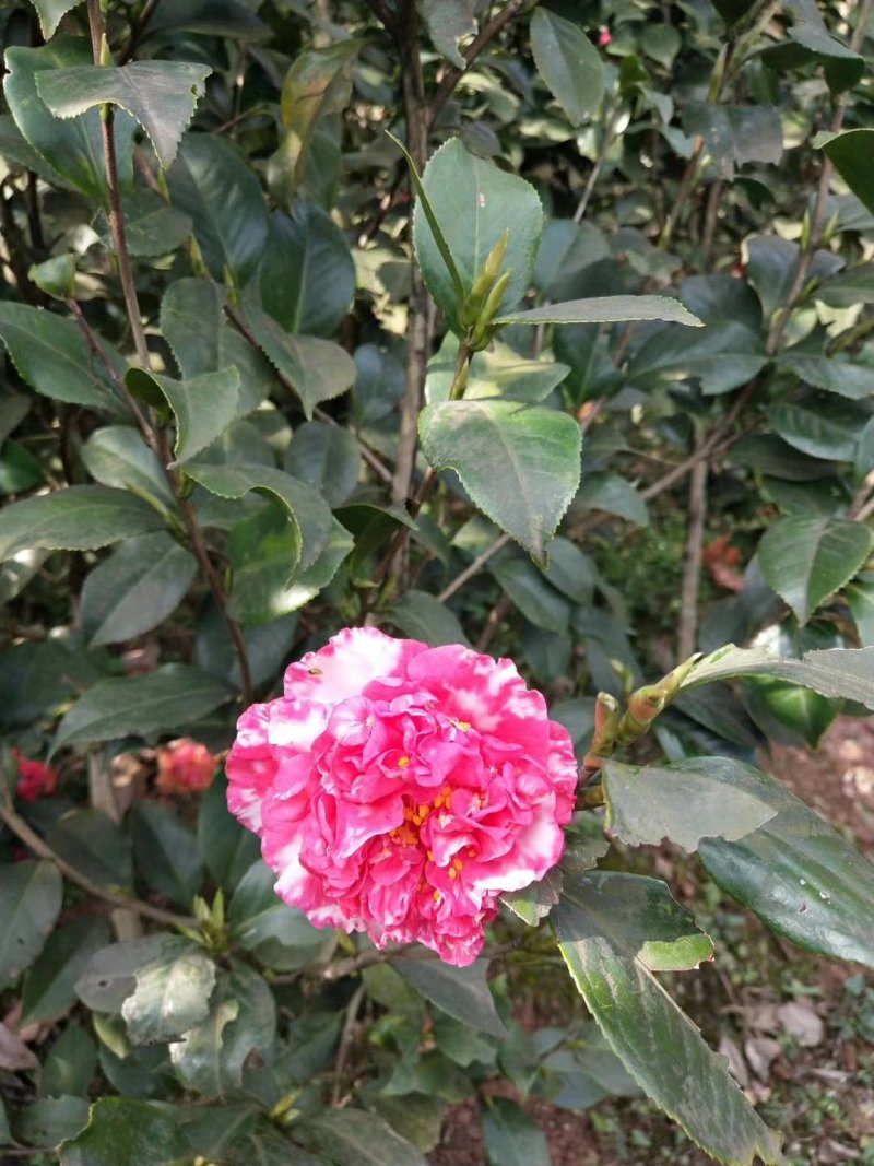 茶花，山茶花，四季，茶花，小苗四川宜宾货可视频看货