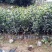 茶花，山茶花，四季，茶花，小苗四川宜宾货可视频看货